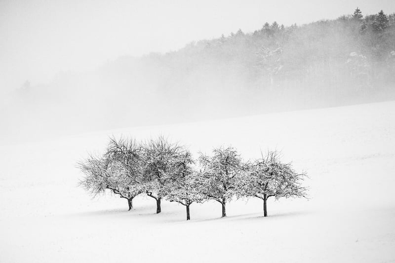 Black Forest, Germany