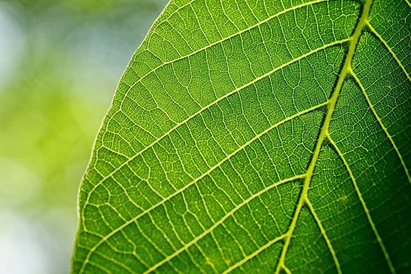 Foliage garlands