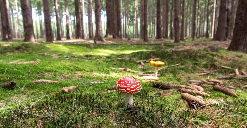 Fairy Ring Clearing